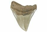 Serrated, Fossil Megalodon Tooth - South Carolina #182978-1